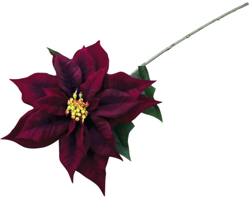 Dekorativ röd julstjärneblomma med stjälk och gröna blad.