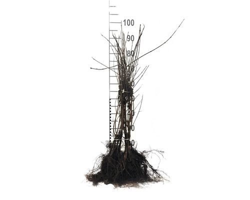 Rotad växt med mätskala