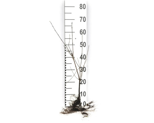 Ung planta med rötter och mätskala