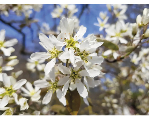 Blomställning med vita blommor