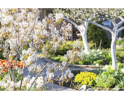 Trädgård med blommor och blommande träd på våren