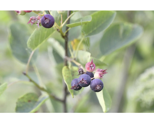 Gren av häckaronia med mogna bär och blad