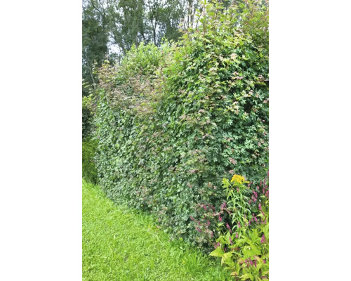 Tät grön häck i trädgården