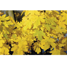 Naverlönn OMNIA GARDEN Acer Campestre 50-80cm 100-pack