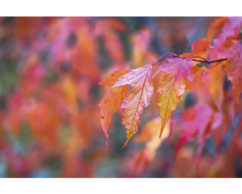 Närbild av lönnlöv på hösten
