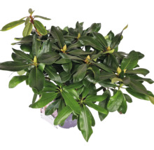 Rhododendron doftande Co 5L tillfälligt sortiment