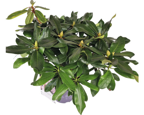 Rhododendronväxt i kruka med gröna blad och blomknoppar