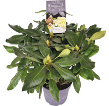 Rhododendron doftande Co 5L tillfälligt sortiment