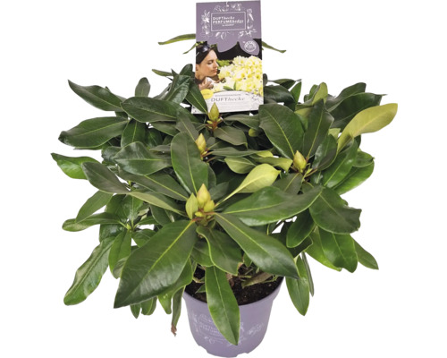 Rhododendron i kruka med etikett