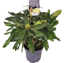 Rhododendron doftande Co 5L tillfälligt sortiment