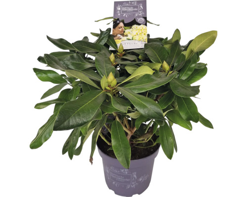 Rhododendron i kruka med gröna blad och blomknoppar