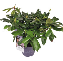 Rhododendron doftande Co 5L tillfälligt sortiment