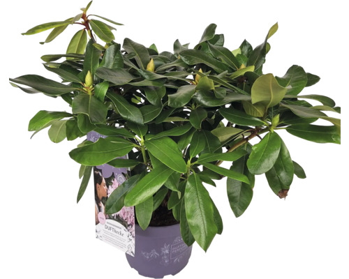 Rhododendron i kruka med gröna blad och blomknoppar