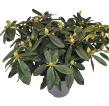 Rhododendron i kruka med blomknoppar