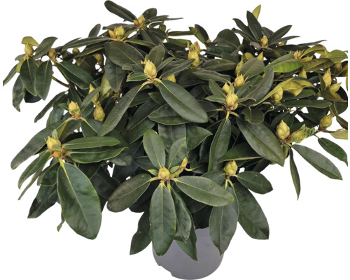 Rhododendron i kruka med blomknoppar