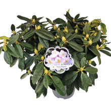 Rhododendron i kruka med blomknoppar och blad