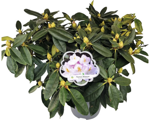 Rhododendron i kruka med blomknoppar och blad