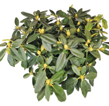 Rhododendronplanta med gröna blad och gula blomknoppar.
