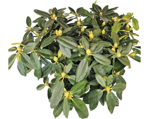 Rhododendronplanta med gröna blad och gula blomknoppar.