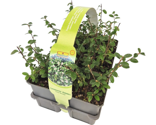 Krypoxbär FLORASELF Cotoneaster dammeri 'Coral Beauty' 6-pack