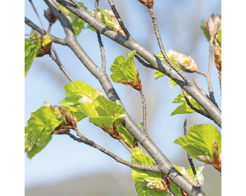 Närbild av en bokgren med unga blad