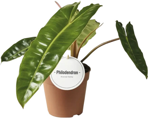 Philodendron Billietiae 12x30cm