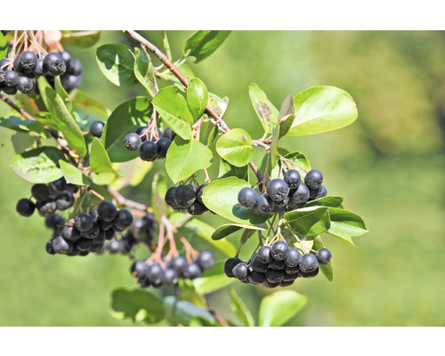 Slånaronia OMNIA GARDEN Aronia x prunifolia 'Elata' 60-100cm 50-pack