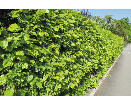 Avenbok OMNIA GARDEN Carpinus betulus 100-125cm 100-pack