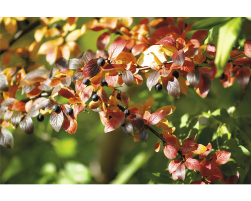 Dekorativ prydnadsbuske med höstlöv och bär