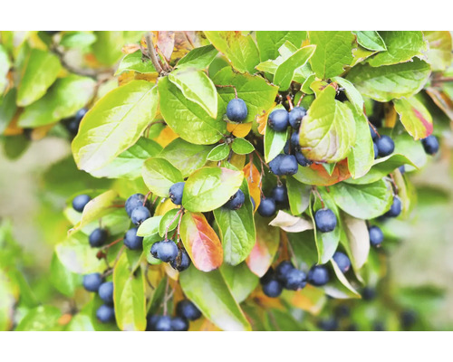 Gren av oxbär med blad och bär