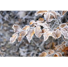 Gren med löv, täckt med frost