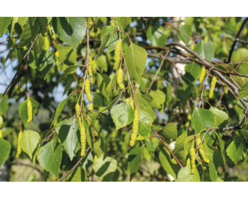Närbild av björkgrenar med löv och blomställningar