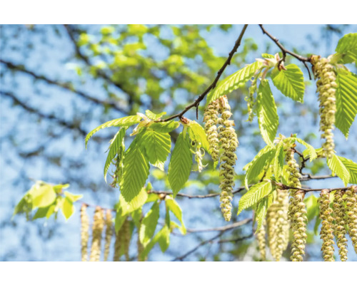 Björk OMNIA GARDEN Betula Pendula 60-100cm 100-pack