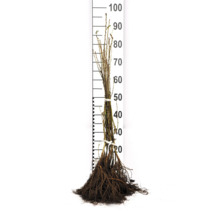 Häckkaragan OMNIA GARDEN Caragana arborescens 40-60cm 100-pack
