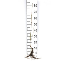 Häckkaragan OMNIA GARDEN Caragana arborescens 40-60cm 100-pack