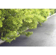 Häckkaragan OMNIA GARDEN Caragana arborescens 40-60cm 100-pack