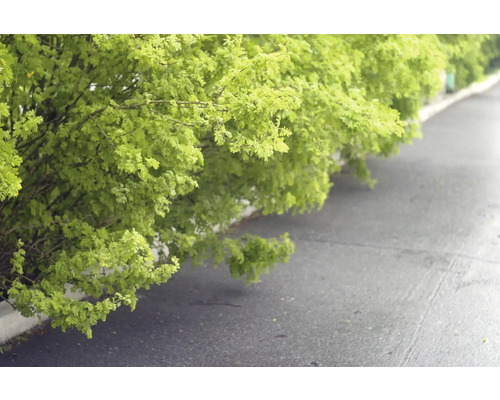 Häck vid vägkanten