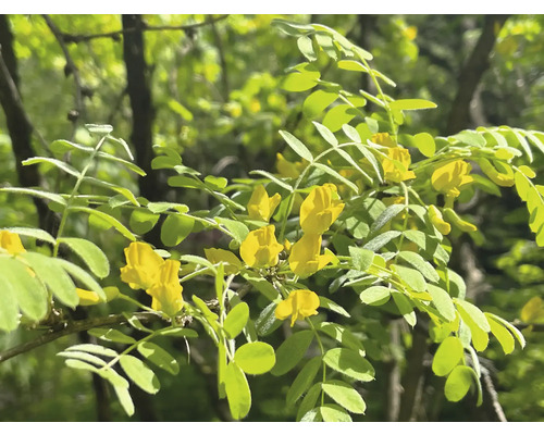 Blommande gren med gula blommor och gröna blad
