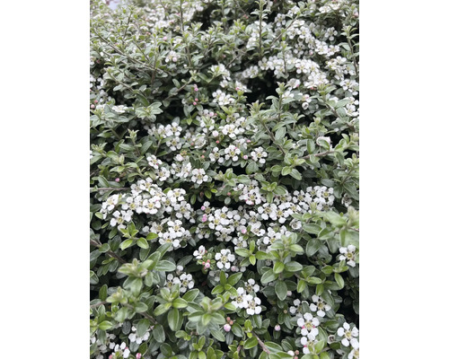 Bilden visar en krypoxbär med vita blommor och gröna blad.