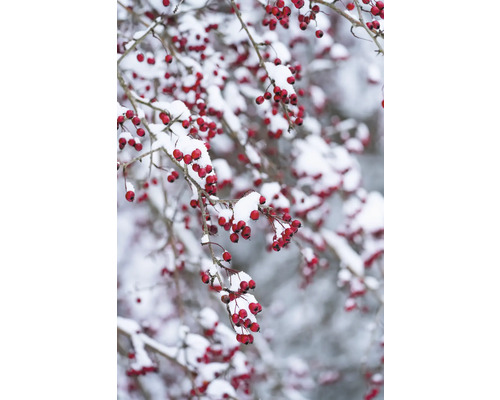 Grenar med röda bär under ett snötäcke