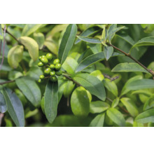 Vinterliguster OMNIA GARDEN Ligustrum vulgare Liga 30-50cm 10-pack