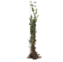 Vinterliguster OMNIA GARDEN Ligustrum vulgare Liga 30-50cm 10-pack
