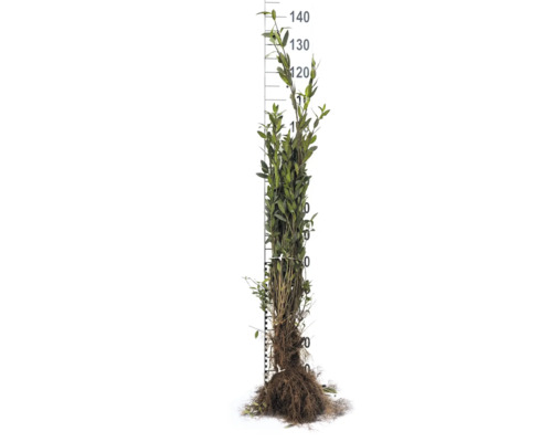 Ligusterplanta med rotklump och storleksangivelse