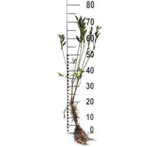 Vinterliguster OMNIA GARDEN Ligustrum vulgare Liga 30-50cm 10-pack