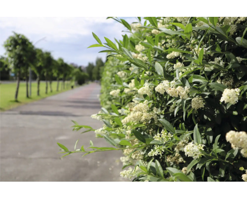 Närbild av en blommande häck längs en stig.