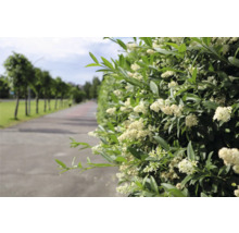Blommande häck längs en väg