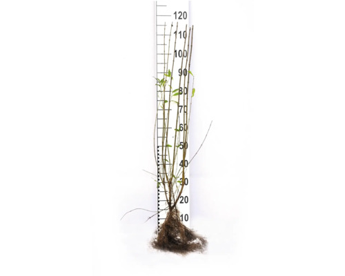 Ung planta med rötter och mätskala