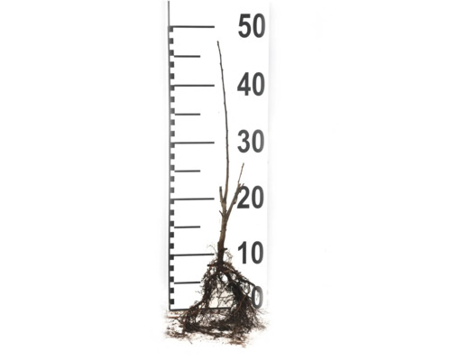 Ung planta med rötter och mätskala