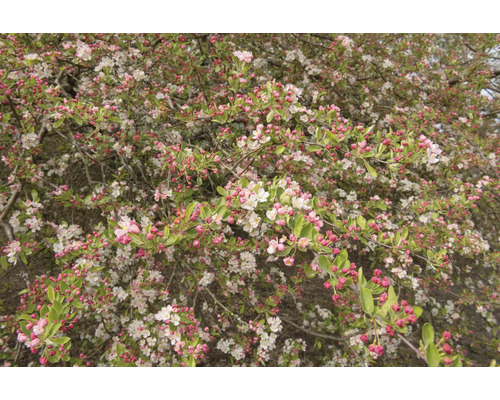 Närbild av ett blommande prydnadsapelträd med rosa blomknoppar och vita blommor