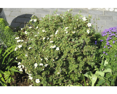 Blommande buske med gröna blad och vita blommor